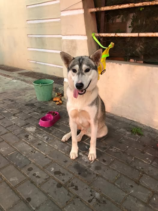 Objet perdu : animal à Casablanca